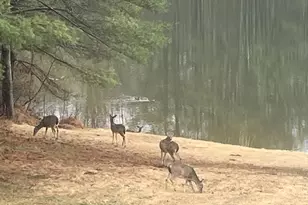 3085 Kaolin Rd, Cobden, IL 62920 - Photo 57