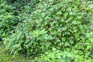 8106 Maple St, Marengo, IL 60152 - Photo 39