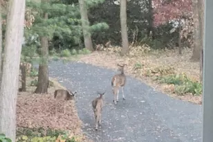 4910 Taffy Ct, Richmond, IL 60071 - Photo 41