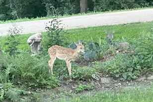 304 Wild Cherry Dr, Dixon, IL 61021 - Photo 55