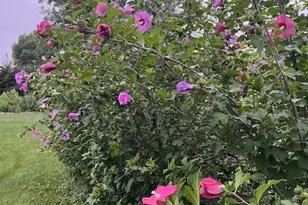 13210 S 85th Ave, Palos Park, IL 60464 - Photo 27