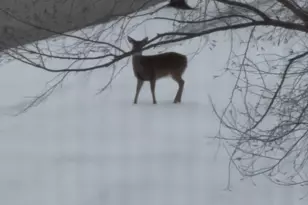 12597 Oak Grove Dr, Huntley, IL 60142 - Photo 35