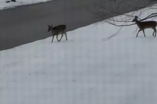 12597 Oak Grove Dr, Huntley, IL 60142 - Photo 31