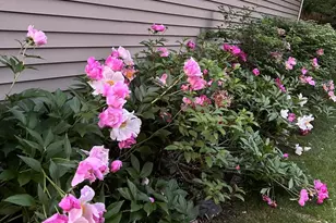 574 Norman Rd, Bolingbrook, IL 60440 - Photo 33