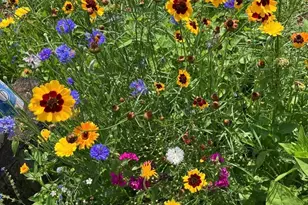 249 N Craig Pl, Lombard, IL 60148 - Photo 27