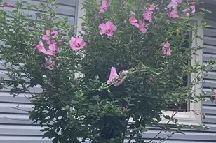 10N836 Maple St, Elgin, IL 60123 - Photo 35