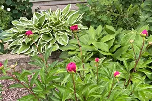 2713 Forest Glen Pkwy, Woodridge, IL 60517 - Photo 31