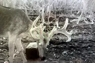 4763 State Route 127 Hwy N, Cobden, IL 62920 - Photo 41