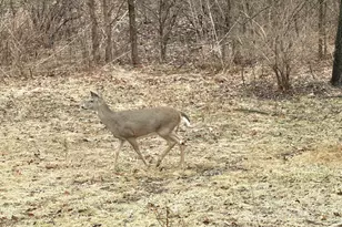 14203 S King Rd, Homer Glen, IL 60491 - Photo 7