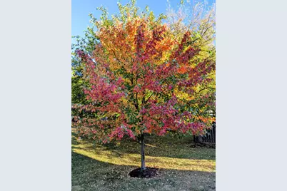 311 Briarwood Lane, Algonquin, IL 60102 - Photo 53