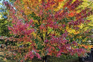 311 Briarwood Ln, Algonquin, IL 60102 - Photo 53