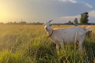 4239 Seven Hills Rd, Odin, IL 62870 - Photo 41