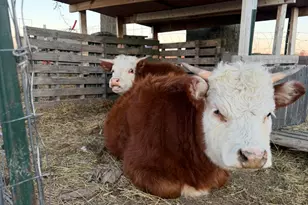 4239 Seven Hills Rd, Odin, IL 62870 - Photo 61