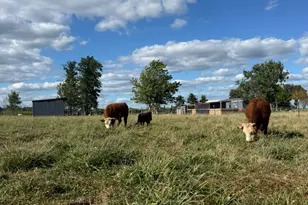 4239 Seven Hills Rd, Odin, IL 62870 - Photo 49