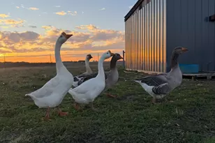 4239 Seven Hills Rd, Odin, IL 62870 - Photo 57