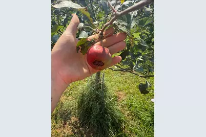 4239 Seven Hills Road, Odin, IL 62870 - Photo 47