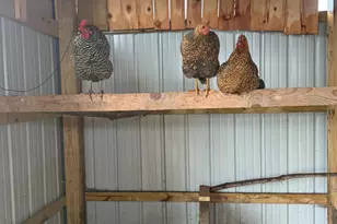 4239 Seven Hills Rd, Odin, IL 62870 - Photo 51