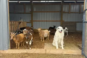 4239 Seven Hills Rd, Odin, IL 62870 - Photo 55