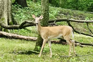 3085 W Southmor Rd, Morris, IL 60450 - Photo 49