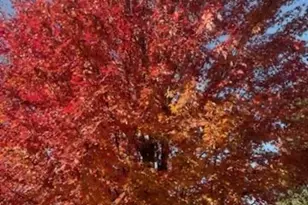 21249 Lily Lake Ln, Crest Hill, IL 60403 - Photo 41