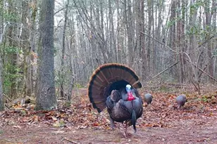 17539 E 2600 North Rd, Lexington, IL 61753 - Photo 83