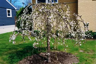 18547 Lexington Ave, Homewood, IL 60430 - Photo 29