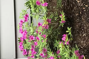 31 Roosevelt St, Saint Charles, IL 60174 - Photo 41