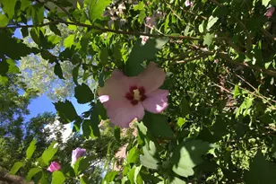 31 Roosevelt St, Saint Charles, IL 60174 - Photo 43