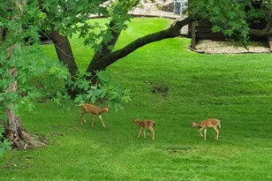 2917 Brookview Dr, Freeport, IL 61032 - Photo 47