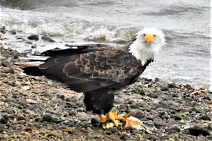 4713 E Lake Shore Dr, Wonder Lake, IL 60097 - Photo 37