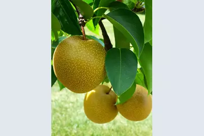 5170 Scott Circle, Lisle, IL 60532 - Photo 37