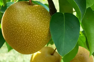 5170 Scott Cir, Lisle, IL 60532 - Photo 37