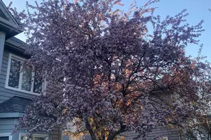 3719 Falkner Dr, Naperville, IL 60564 - Photo 41