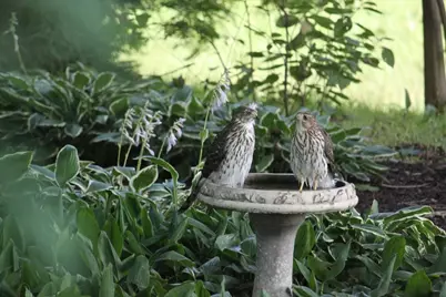 6136 Hidden Oak Drive, Crystal Lake, IL 60012 - Photo 41