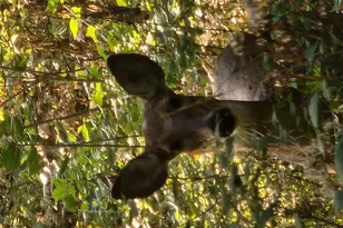 2651 N 45th Rd, Sandwich, IL 60548 - Photo 29