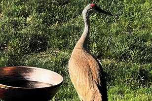 1175 Sonoma Ct, Pingree Grove, IL 60140 - Photo 29