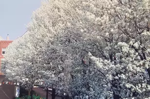 2835 N Wolcott Ave, Chicago, IL 60657 - Photo 25