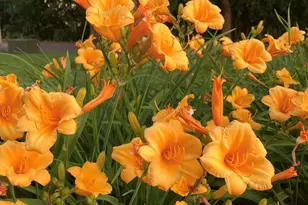 1740 Idlewild Ln, Homewood, IL 60430 - Photo 33