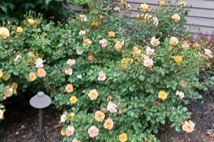 871 Brandt Dr, Lake in the Hills, IL 60156 - Photo 17