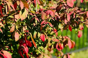 1064 Hampton Ln, Yorkville, IL 60560 - Photo 45