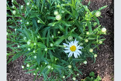 1641 Lois Ann Lane, Naperville, IL 60563 - Photo 57