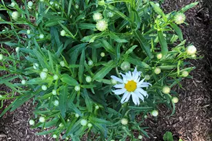 1641 Lois Ann Ln, Naperville, IL 60563 - Photo 57