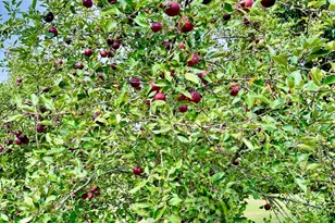 120 W Grandin Rd, Morris, IL 60450 - Photo 27