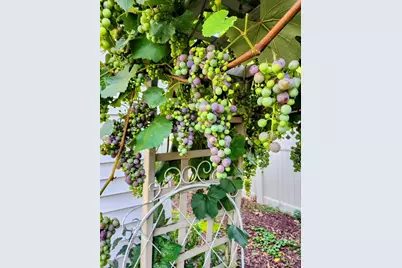 105 N Lincoln Avenue, Park Ridge, IL 60068 - Photo 37