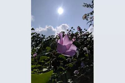 2103 Windcrest Lane, Joliet, IL 60431 - Photo 25