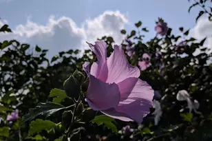 2103 Windcrest Ln, Joliet, IL 60431 - Photo 25