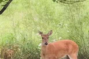 1571 Amos Bennett St, Grayslake, IL 60030 - Photo 35