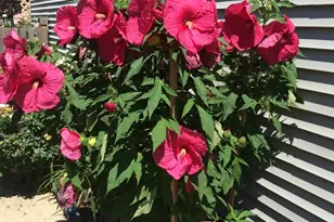 3195 Village Green Dr, Aurora, IL 60504 - Photo 31