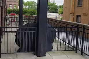 950 W Leland Ave, Chicago, IL 60640 - Photo 7