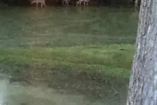 15058 W 147th St, Homer Glen, IL 60491 - Photo 57